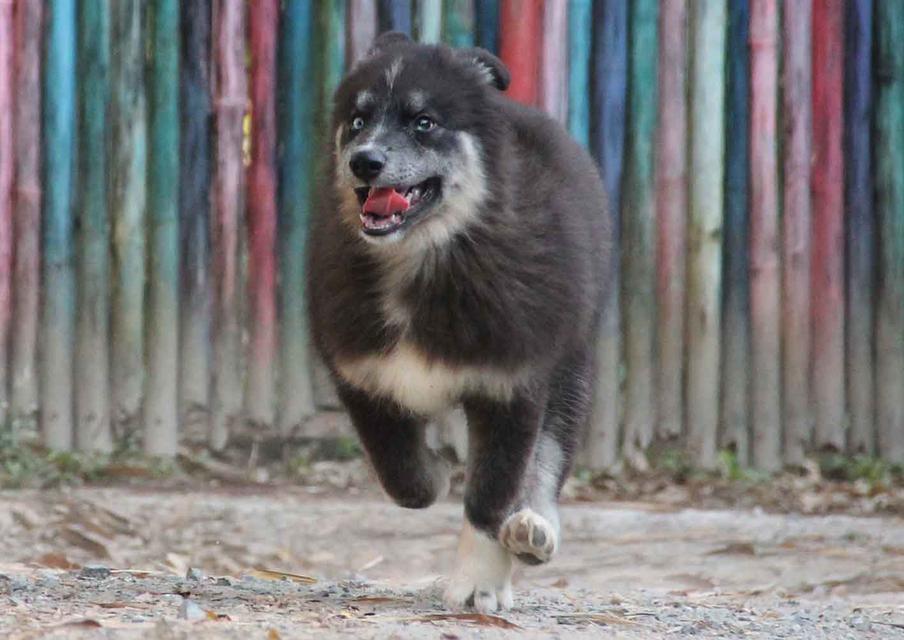 ไซบีเรียนแท้ เพศหญิง ตาสองสี 2