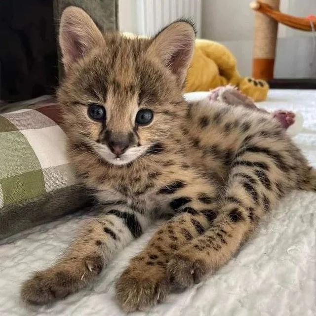 Serval Kittens WhatsApp me : +66 63 826 3042