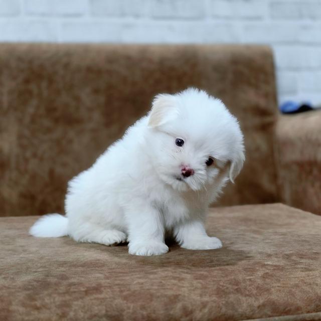 น้องปุยเมฆชิสุผสมพุดเดิ้ล 4