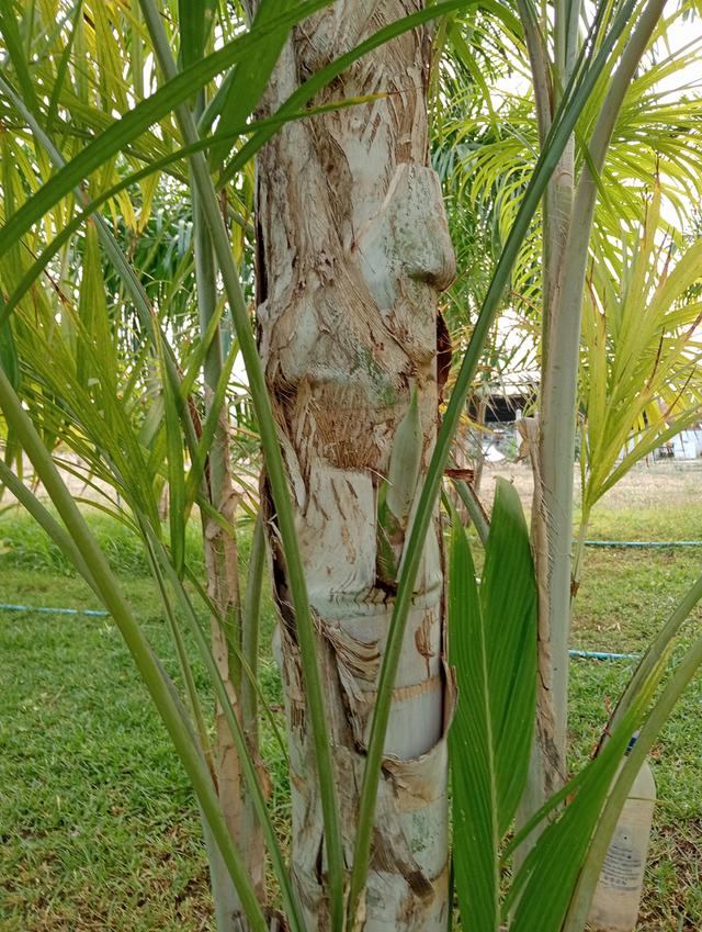 บ้านพร้อมที่ดินโฉนดครุฑแดงพร้อมสวนผลไม้ จำนวน 4ไร่ 1