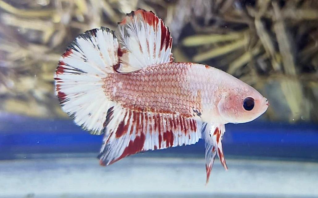 นีโม่โค่ย (Koi Betta) สีหลุมติดลายไฟ