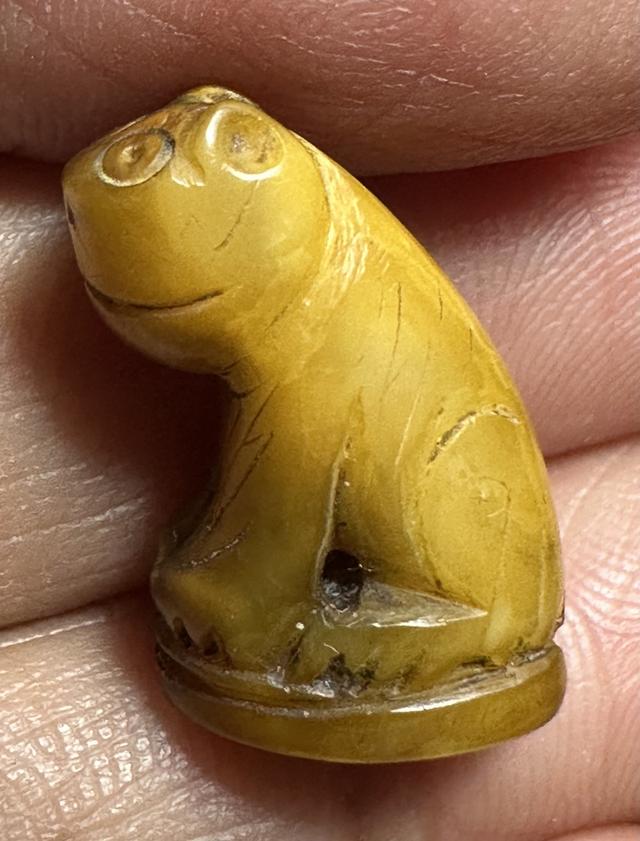 เสือเขี้ยวแกะ มีจาร รอบ