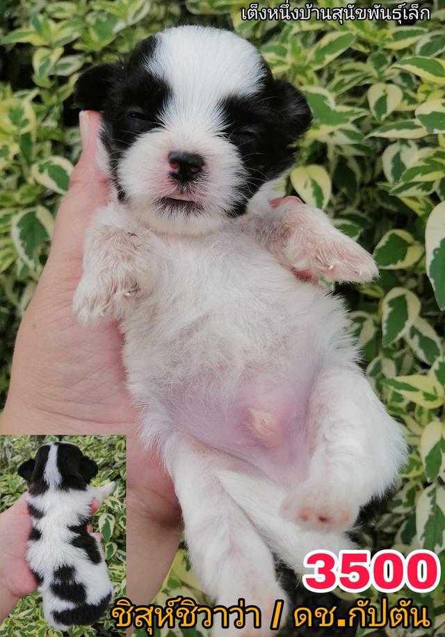 เปิดจอง ชิสุห์ผสม ปอม พุดเดิ้ล ชิวาว่า