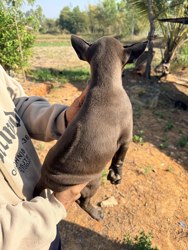 สุนัขไทยหลังอาน เลือด 100% รูปที่ 12