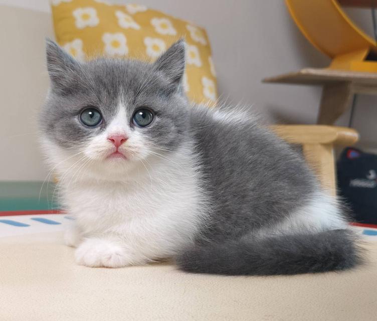 แมวมันช์กิ้น Munchkin short leg Oscat cattery chiangmai รูปที่ 8