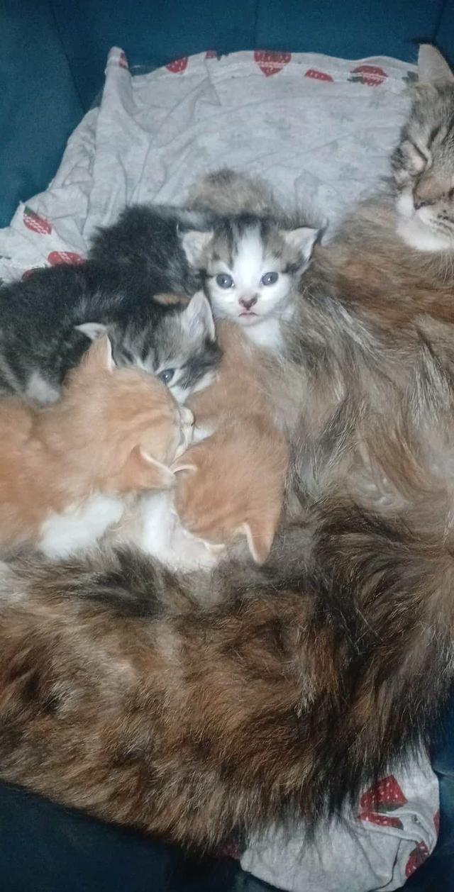 แมวเปอร์เซียแท้ๆสวยๆ 3