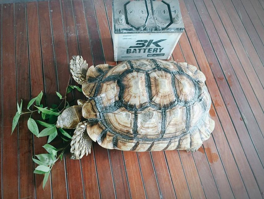 เต่าซูคาต้า 2