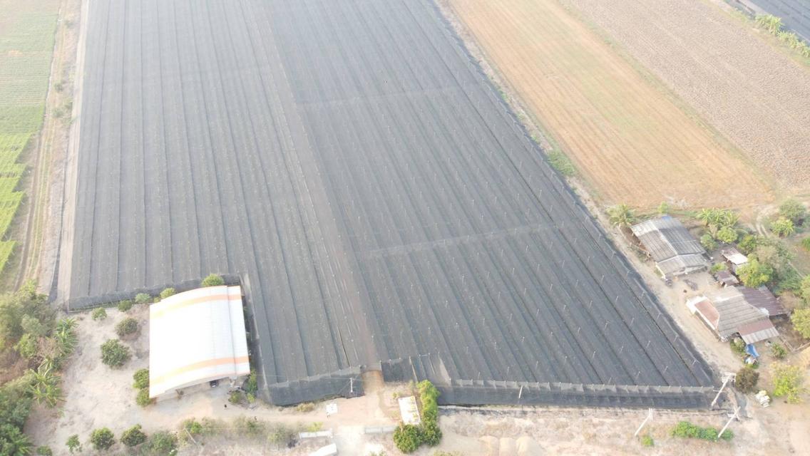 💫ขายที่ดิน💫 พร้อมโรงเรือนกล้วยไม้ 43ไร่ 2งาน กำแพงแสน นครปฐม เพียง 650,000/ไร่ 3