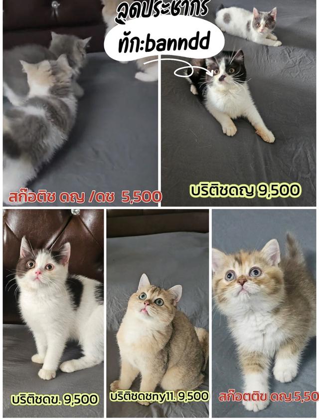 แมวสก๊อติช สาวน้อยน่ารักขี้อ้อน