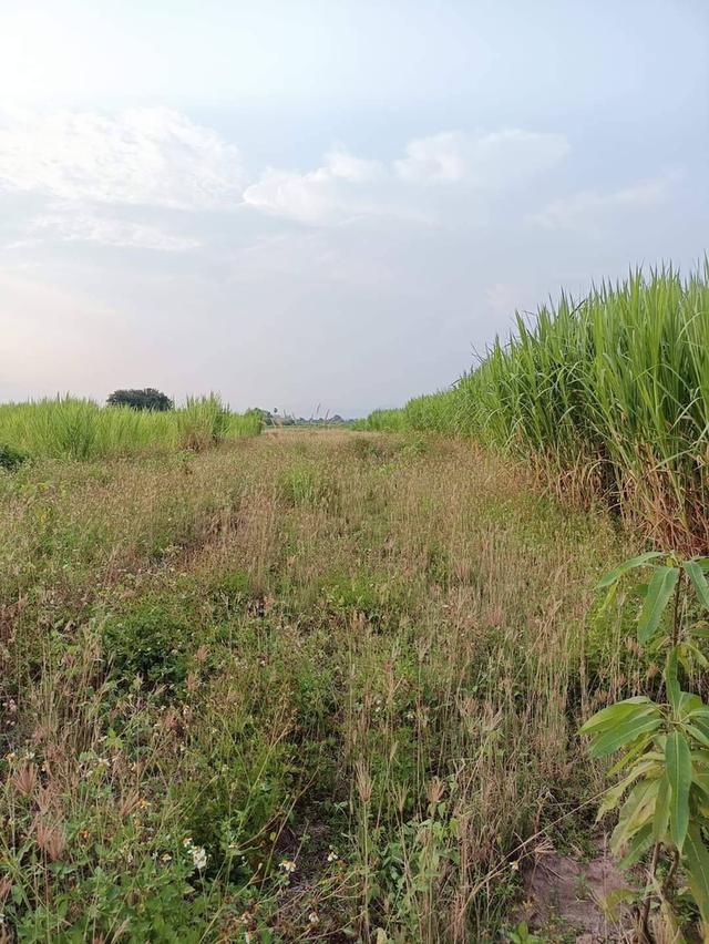 ขายที่ดินโฉนดครุฑแดง (เจ้าของขายเอง) 3