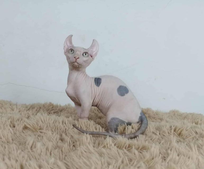 31.แมวดเวล/เพศผู้ Dwelf Cat/Male