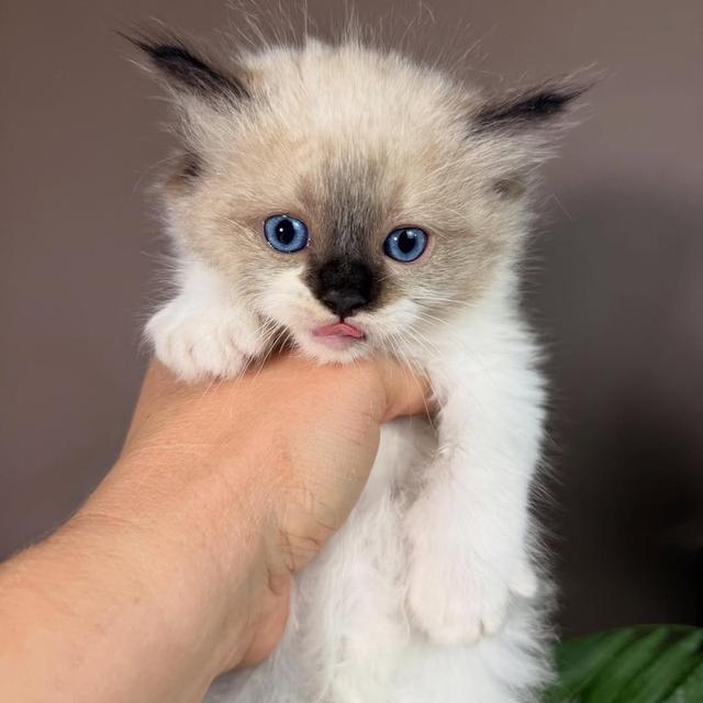 Ragdoll kittens | WhatsApp me : +66 63 826 3042