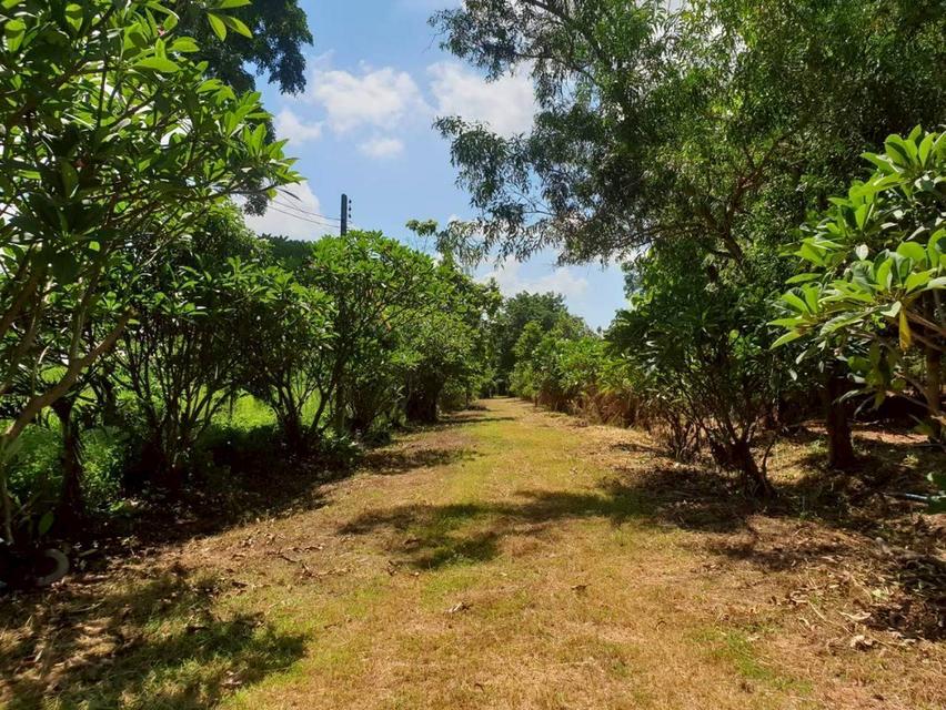 ต้องการขายที่ดินเปล่า 8