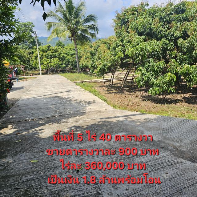 สวนลำไย 5 ไร่ อำเภอจอมทองจังหวัดเชียงใหม่ 3