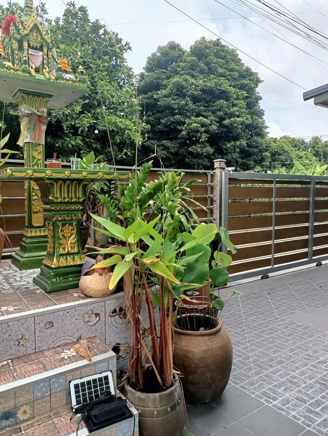 บ้านเดี่ยว 60 ตารางวา 98 ตารางเมตรโซนวัดเขาดิน 3 ห้องนอน 2 ห้องน้ำพร้อมอยู่ใกล้แหล่งชุมชนวัดเขาดินตลาดเจ้าพระยาสุรศักดิ์ใกล้มอเตอร์เวย์ใกล้เจปาร์ค 5