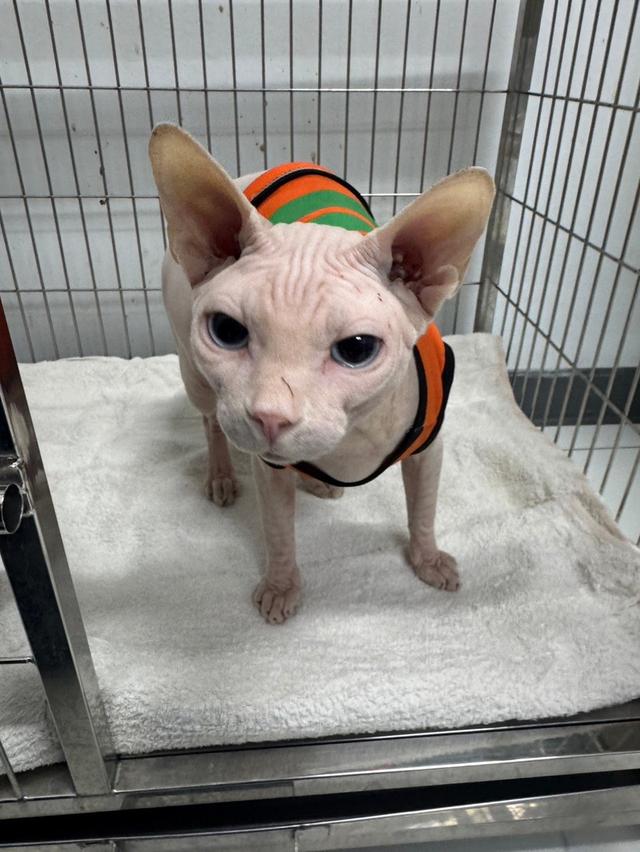 แมวสฟิ้งซ์ อายุ1ปี ยังไม่ทำหมัน