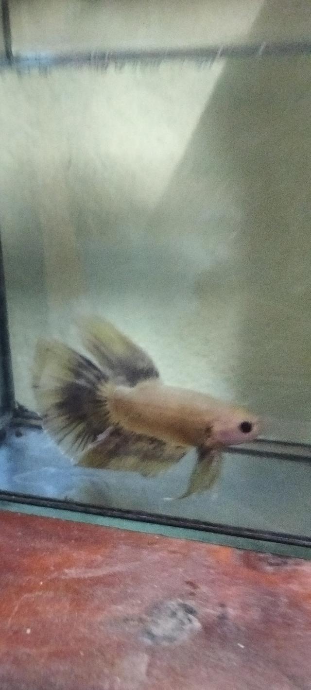 ปลากัดสวยงามอยุธยามีแบ่งทุกวัน รูปที่ 2