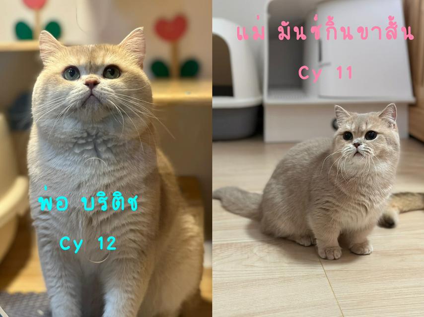 แมวมันซ์กิ้น- บริติช ขาปกติ รูปที่ 8