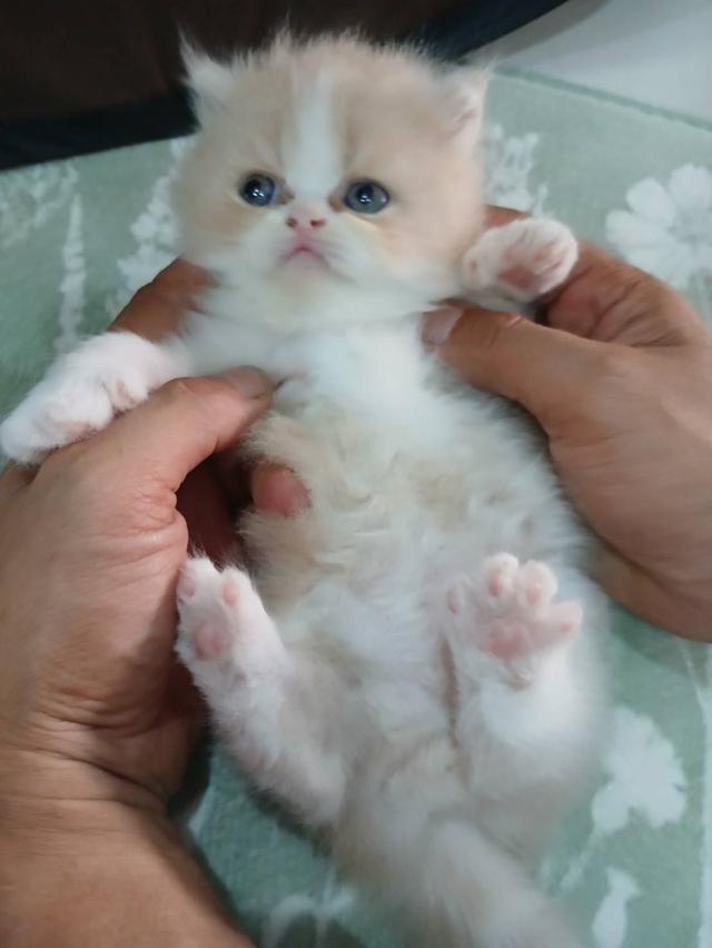 ลูกแมวแอคโซติก
