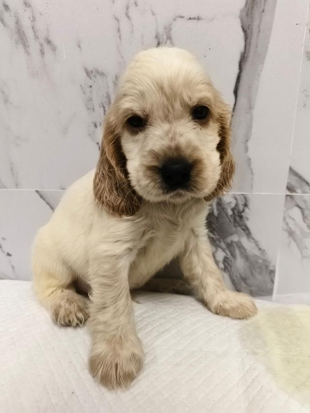 ลูกสุนัขพันธุ์อิงลิชค็อกเกอร์สเปเนียล 2