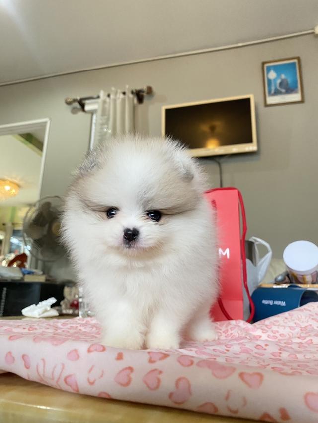 ลูกปอมปอมแท้ อายุ2เดือน สอบถามได้ค่ะ