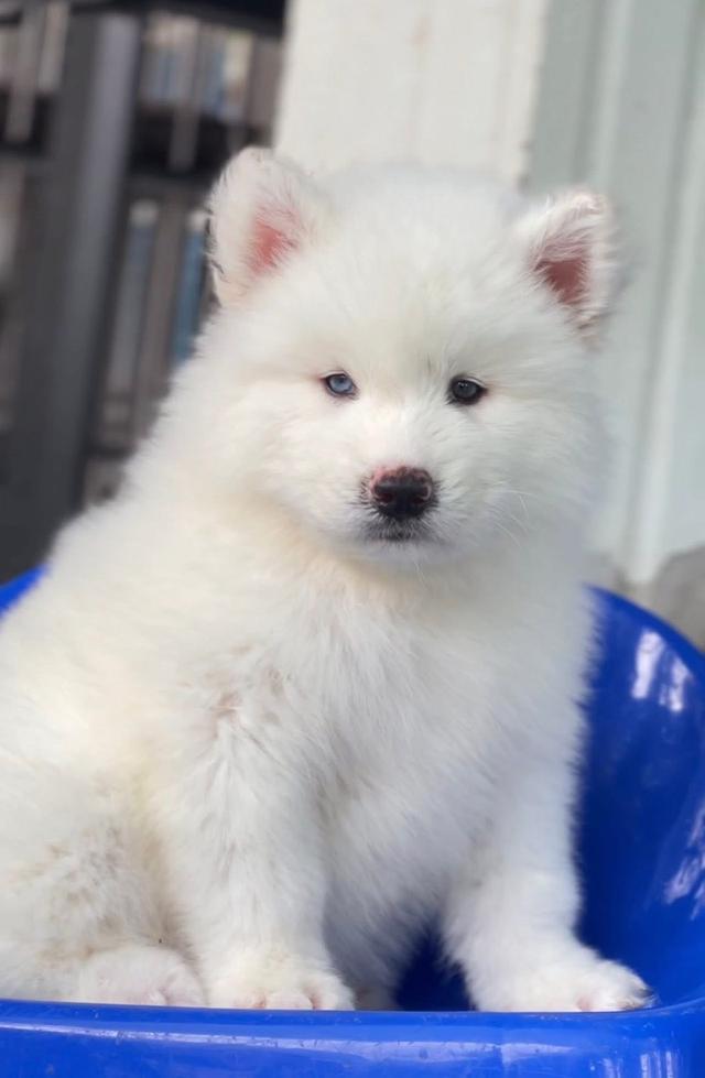Siberian Huskies in Thailand - All Colors Available รูปย่อยที่ 4