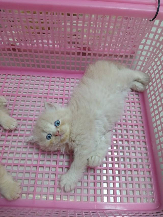 น้องเปอร์เซีย สีส้ม ครีม เสือ รูปที่ 8