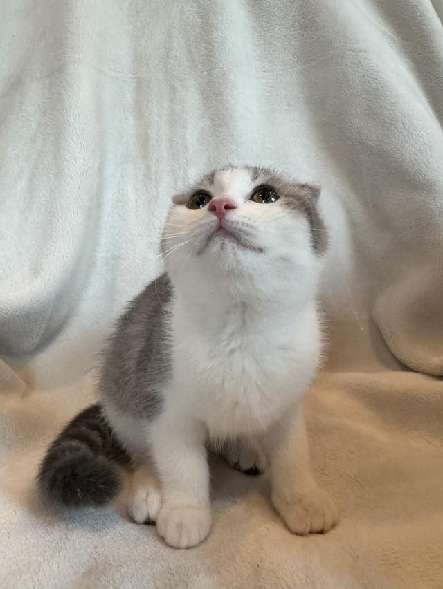 คนขายเลี้ยงเองค่ะ สก็อตติสโฟล์ด เมีย รูปที่ 2