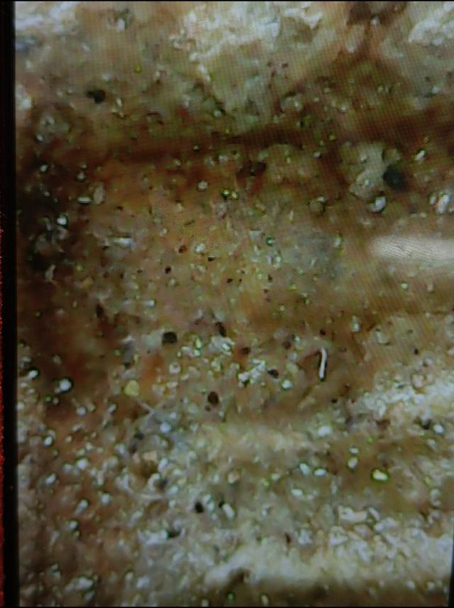 พระหลวงพ่อสด พระผงของขวัญ 6