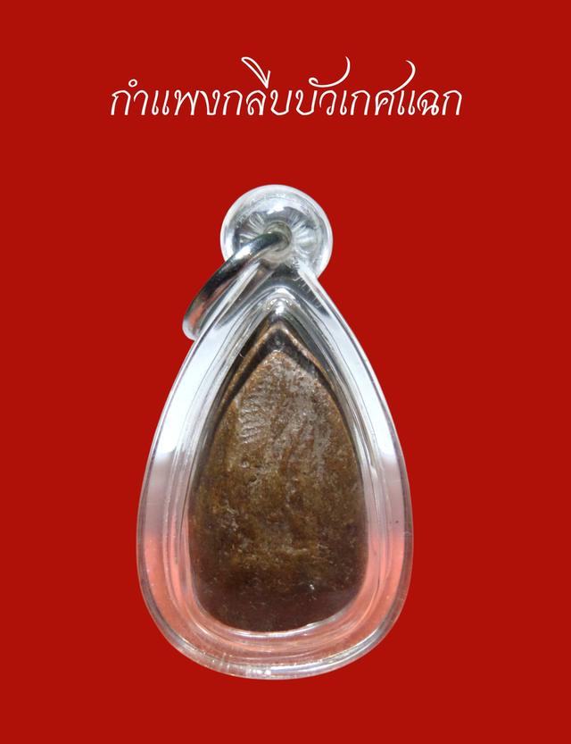 นางกำแพงกลีบบัวเกศแฉก รูปที่ 2