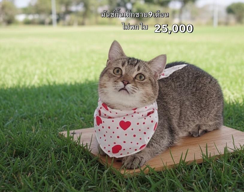 แมวมันช์กิ้น รวมเด็กๆมันช์กิ้นทั้งหมดของฟาร์ม