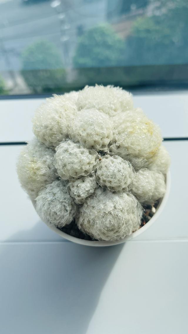 แมมขนนกขาว Mammillaria