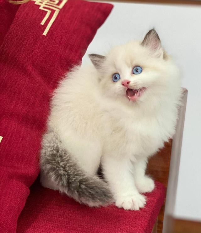 แมวRagdoll พร้อมย้ายกรุงเทพ รูปที่ 2