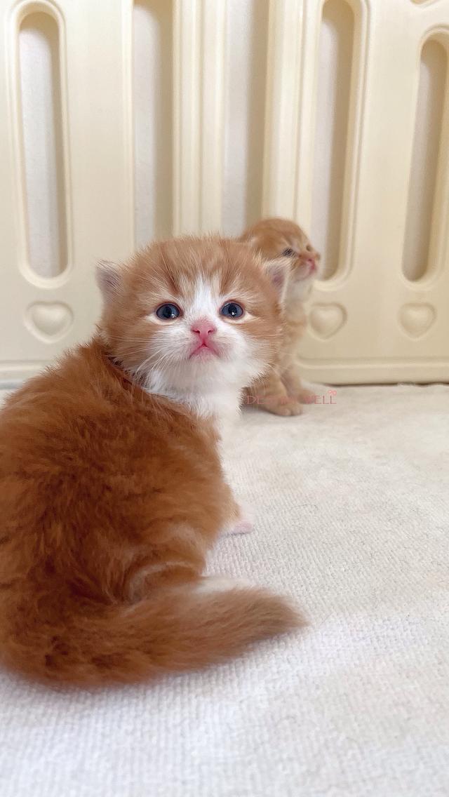 แมวสก๊อตติชแท้ พกใบเพดscfc เพศผู้