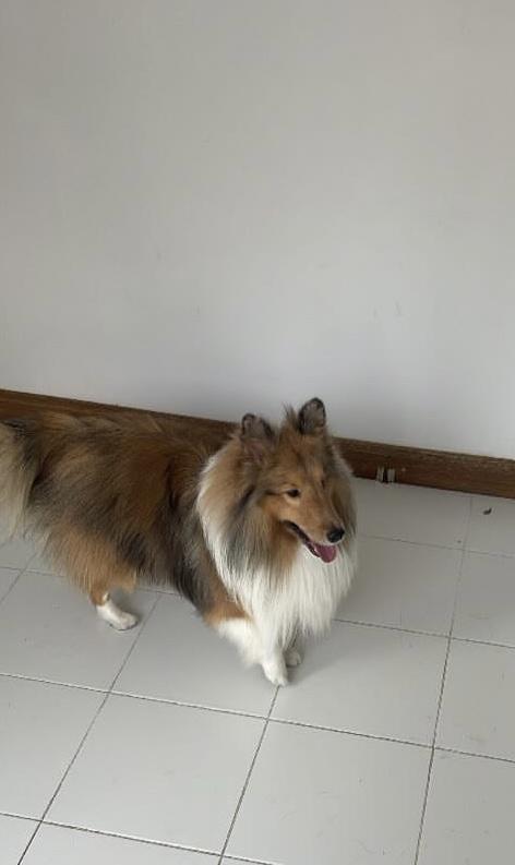 เชลตี้ shetland sheep dog (ลูกของน้องคนนี้) 2