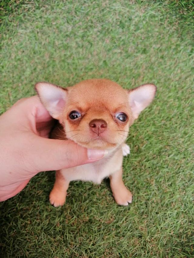 ชิวาว่าเเท้ขนสั้น ญ. 5