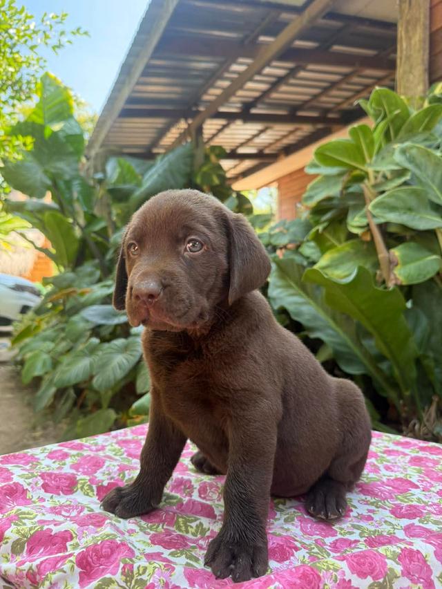 สุนัขลาบราดอร์ รีทรีฟเวอร์ รูปที่ 4
