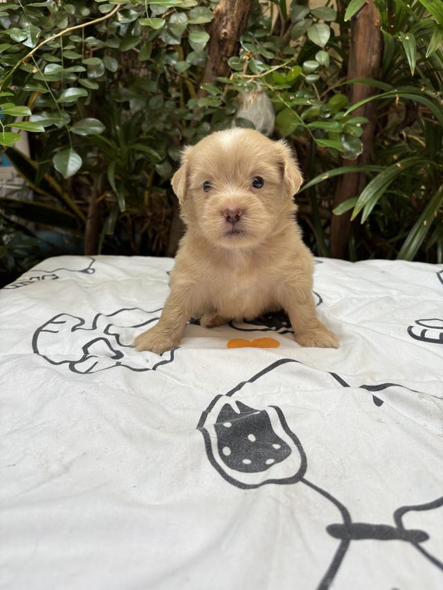 น้องปอมผสมชิสุ เด็กชาย รูปย่อยที่ 4