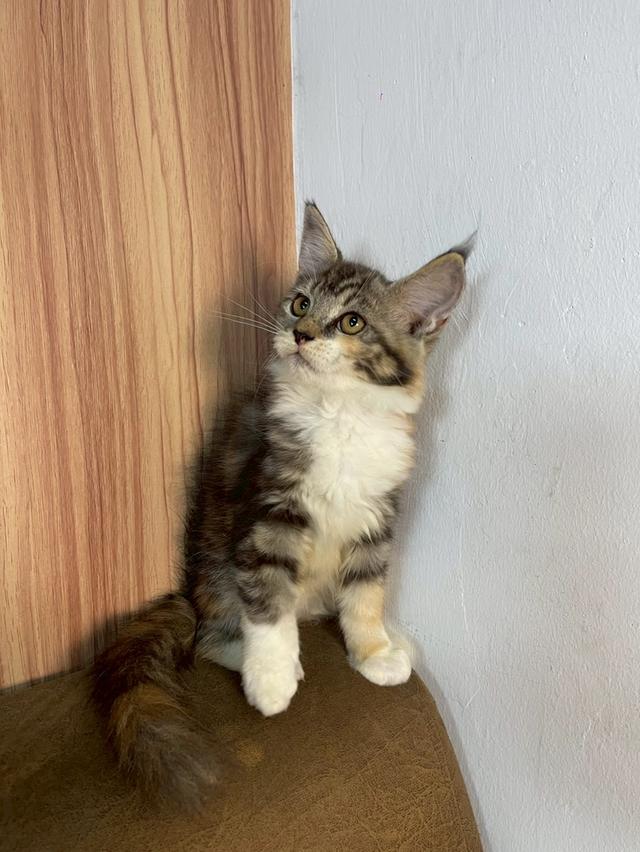 ลูกแมวเมนคูน