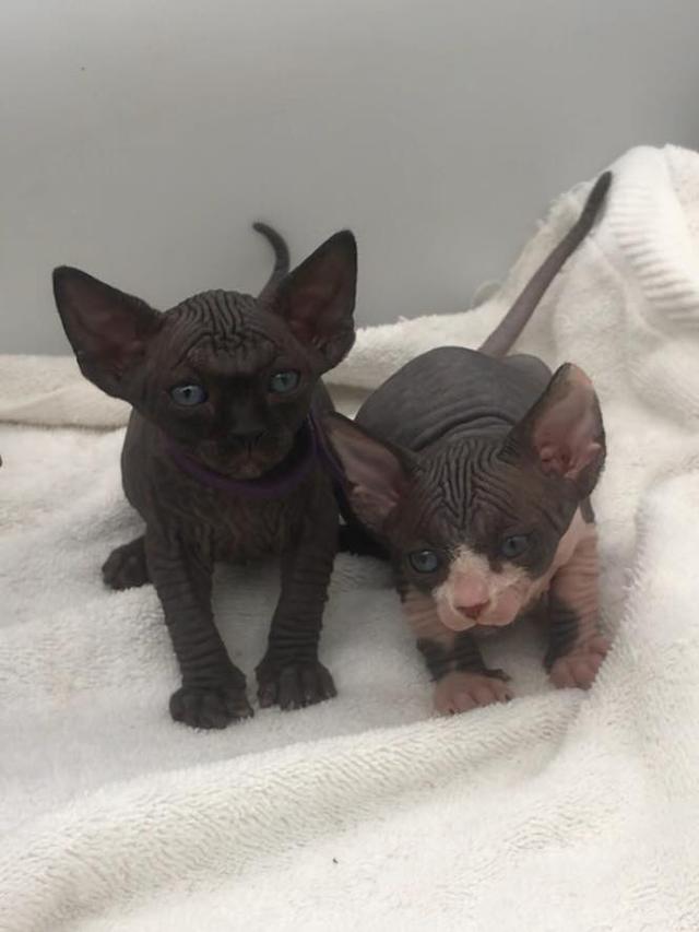 Sphynx Kittens  WhatsApp me : +66 63 826 3042