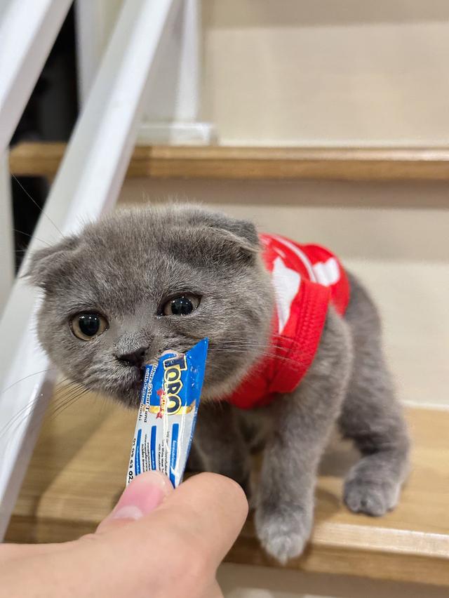 Lovely scottish fold ❤️ 4