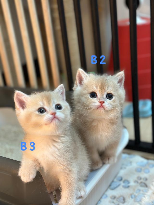 แมวมันซ์กิ้น- บริติช ขาปกติ รูปที่ 2