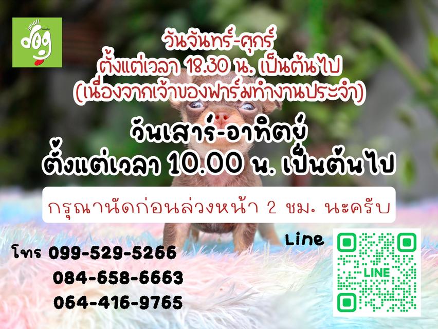 ชิวาวาพันธุ์แท้ไซส์ทีคัพ รูปที่ 8