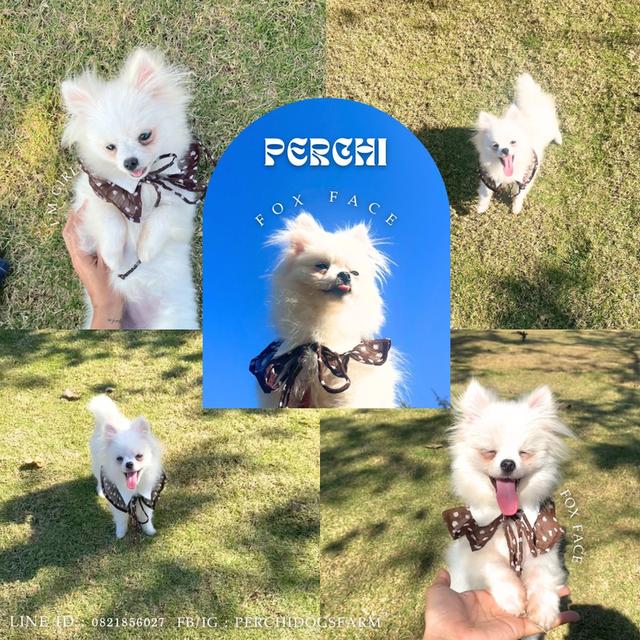 ลูกหมา ปอม หญิง พร้อมย้าย