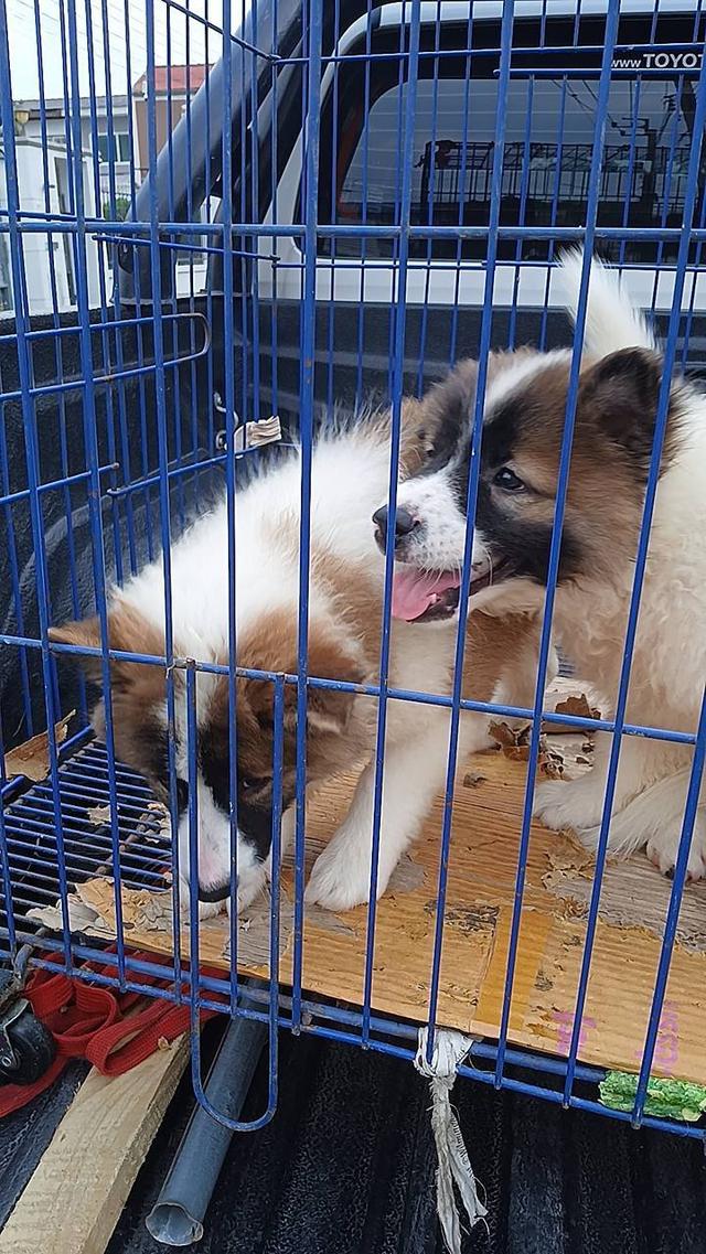 ลูกสุนัขบางแก้วอายุ2-3เดือน