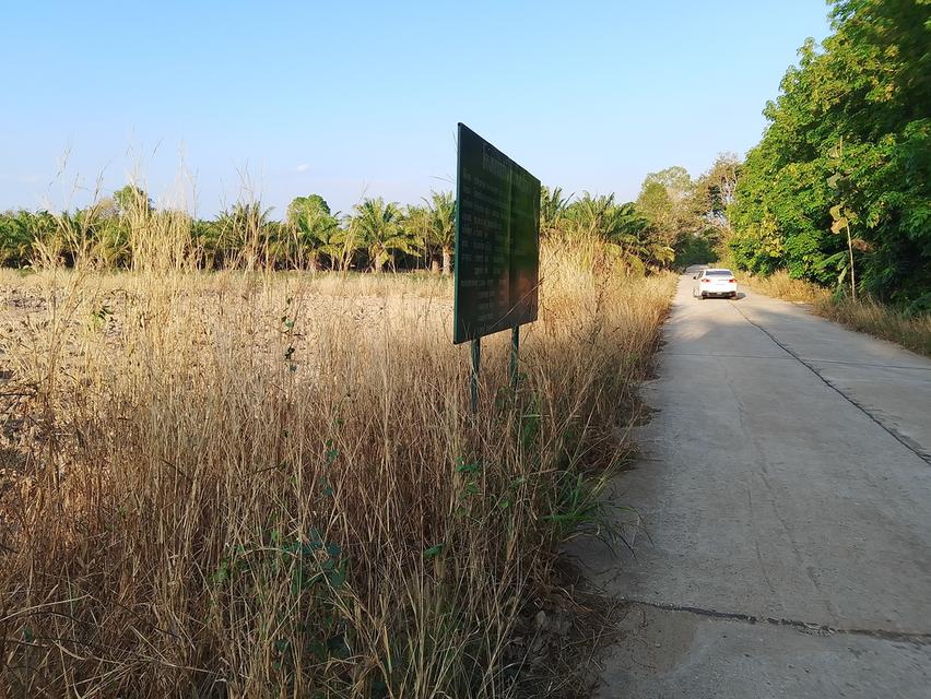 ​"ขายด่วน! ที่ดินโฉนดครุฑแดง 5 ไร่ (ปลอดภาระ) อ.ชานุมาน จ.อำนาจเจริญ ใกล้ รพ.ชานุมาน" 2