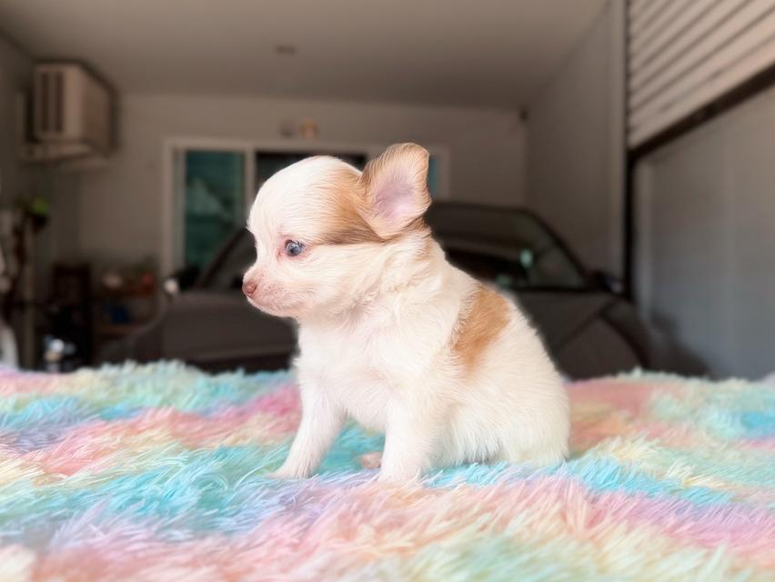 ปอมผสมชิวาวา เพศผู้ พิกัดรามอินทรา 12