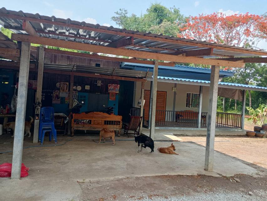ขายที่ดินพร้อมบ้าน2หลัง 1ไร่95ตรว. ใกล้มหาวิทยาลัยราชภัฐหมู่บ้านจอมบึง ราชบุรี ด่วนมาก 2ล้านบาท 6