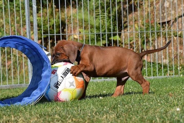 rhodesian ridgeback Puppies  WhatsApp me : +66 63 826 3042 รูปที่ 3
