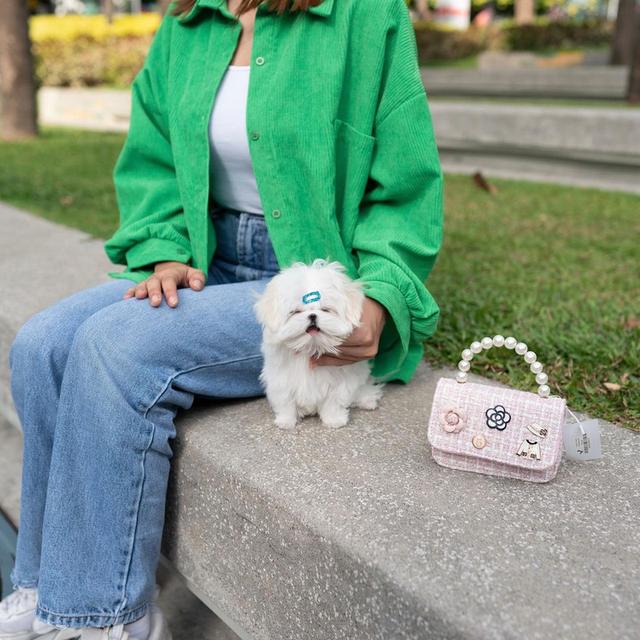 Teacup Maltese Puppies รูปที่ 3